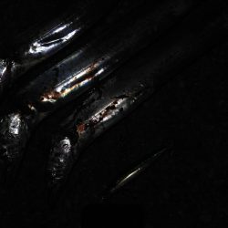 台風前にタチウオ　三連発