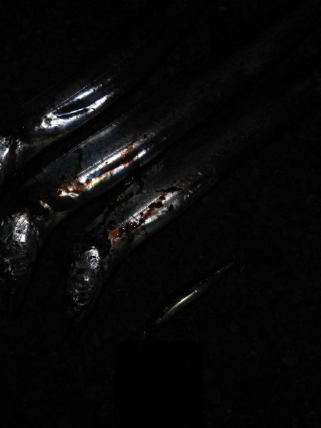 台風前にタチウオ　三連発