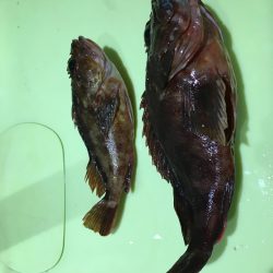 まさかの大ガッシー!