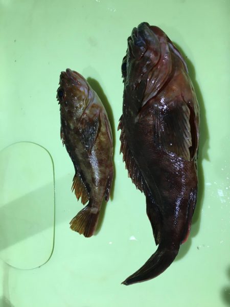 まさかの大ガッシー!