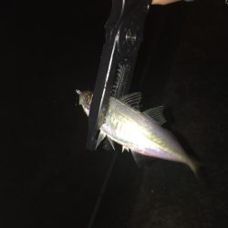 ラッキーかな？