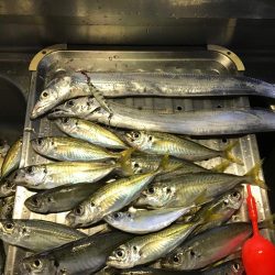 アジ爆釣、タチウオもいい感じ♪