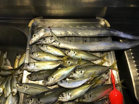 アジ爆釣、タチウオもいい感じ♪