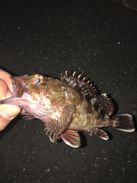 激混み！の中アジング