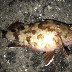 アジングの後のイナダ狙い