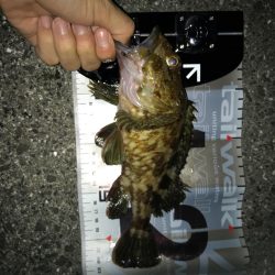 ロックフィッシュ