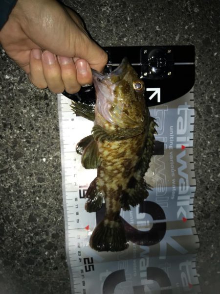 ロックフィッシュ