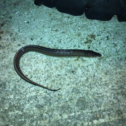 ボイルオキアミで