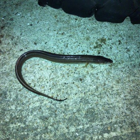 ボイルオキアミで