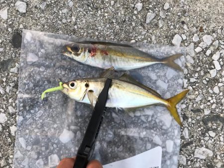 お昼からぼちぼちライトゲーム