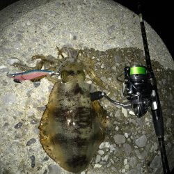 まずめエギング！