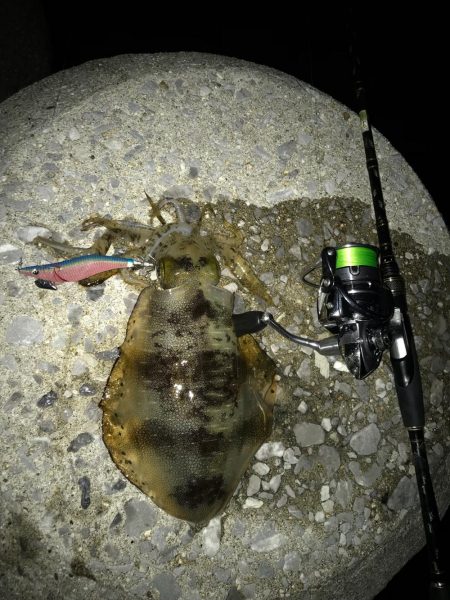 まずめエギング！