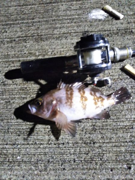 メバルいいサイズ