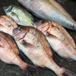 釣堀紀州での釣果です。