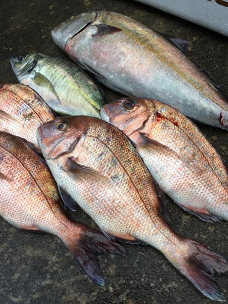 釣堀紀州での釣果です。