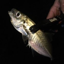 何でも入れ食い！