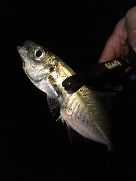 何でも入れ食い！