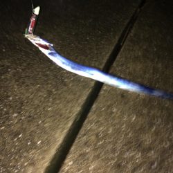 林田で太刀魚確認!