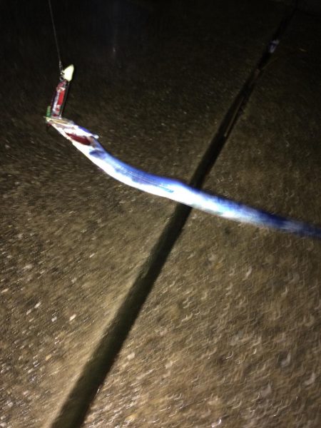 林田で太刀魚確認!