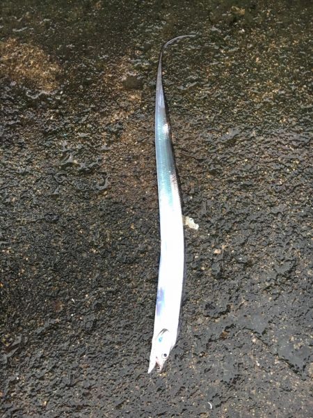 タチウオ爆釣❗️