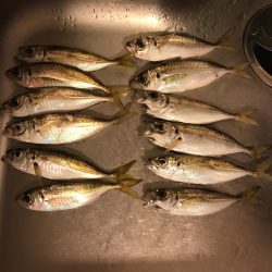 アジングからの太刀魚、のはずが…