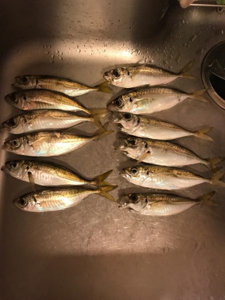 アジングからの太刀魚、のはずが…