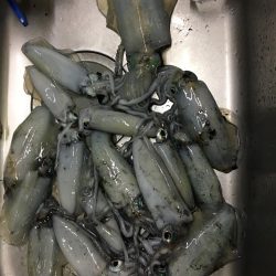 パラダイスを求めて