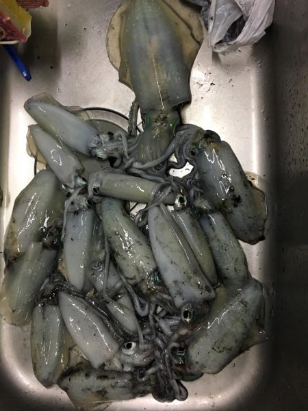 パラダイスを求めて