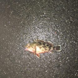 雨のアジング！