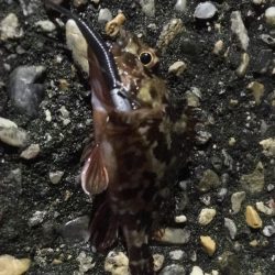 爆風ライトゲーム