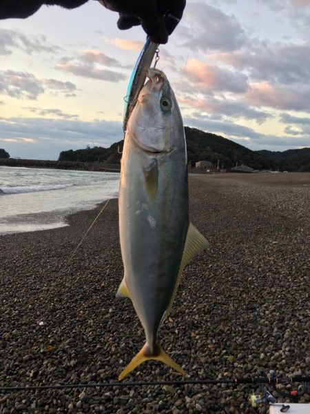 大里松原海岸 ハマチ1 ヒラセイゴ2