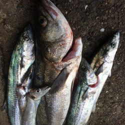 台風明けの朝練