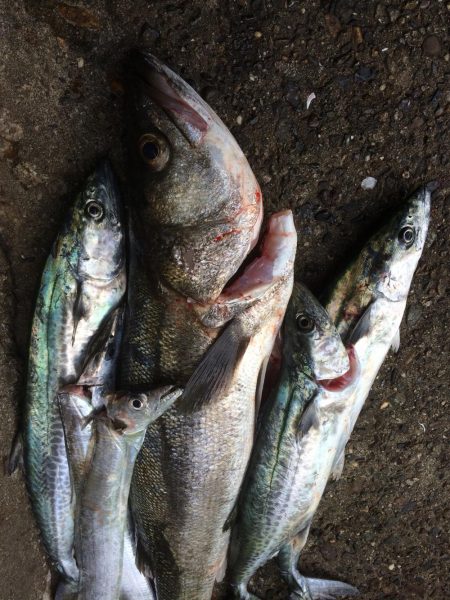 台風明けの朝練