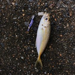 メバダート1インチ  青色を使う。