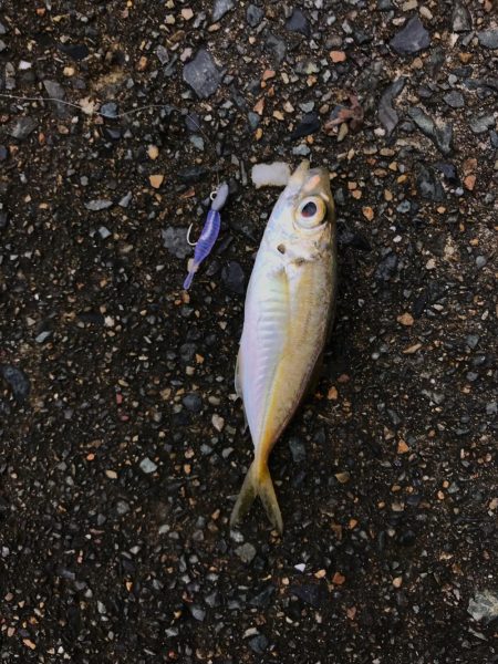 メバダート1インチ  青色を使う。