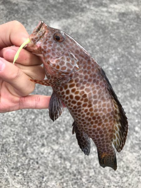 佐伯ライトゲーム！