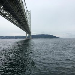 イカはダメでハマチ