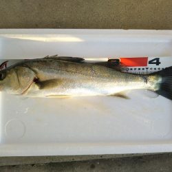 阿南市の大野突堤でタチウオとシーバス