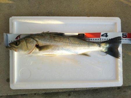 阿南市の大野突堤でタチウオとシーバス