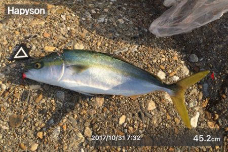 朝マズメにハマチ