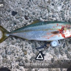 かろうじてハマチぴきいち！