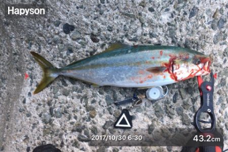 かろうじてハマチぴきいち！