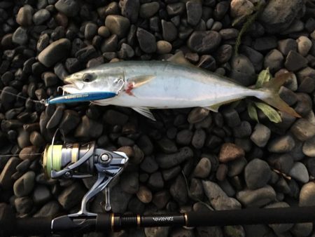 大里松原海岸 ハマチ5+2 シオ1