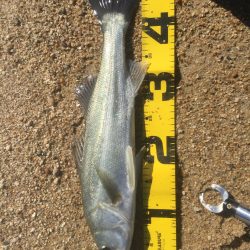 トップシーバス