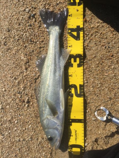 トップシーバス