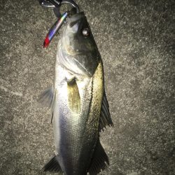 シーバス入れ食い