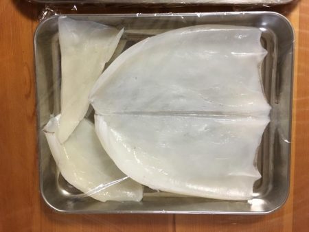 コウイカとアオリイカ