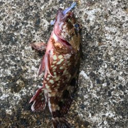 メバダート1インチ青色。