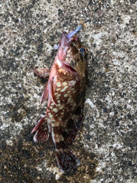 メバダート1インチ青色。