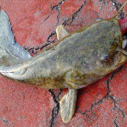 早朝、海釣りからの…